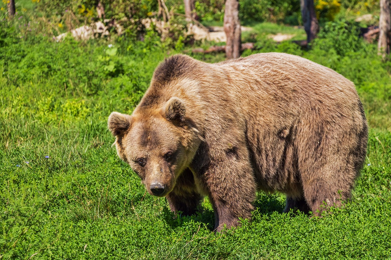 bear-422682_1280 bear-422682_1280