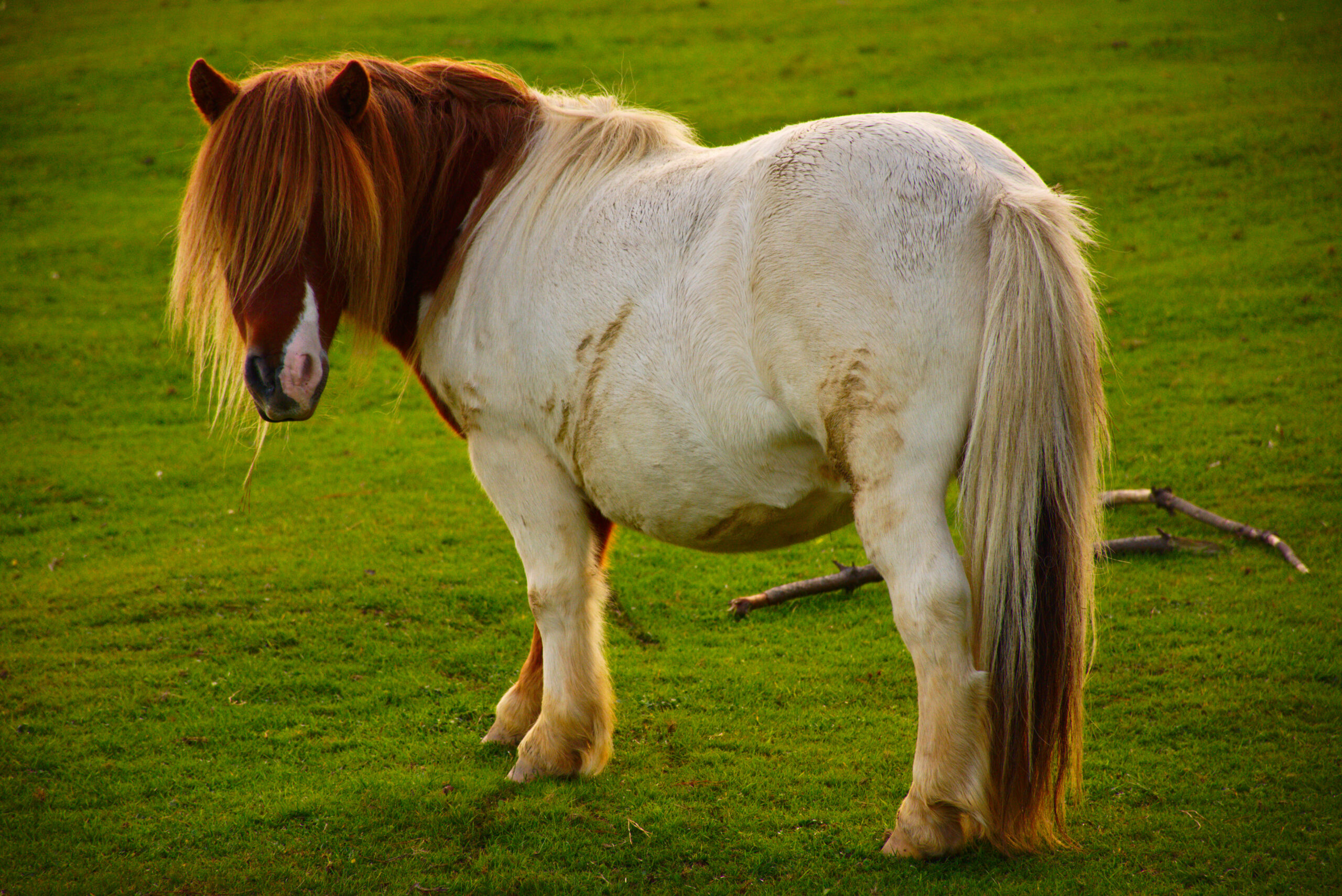 Pinto_pony Pinto_pony
