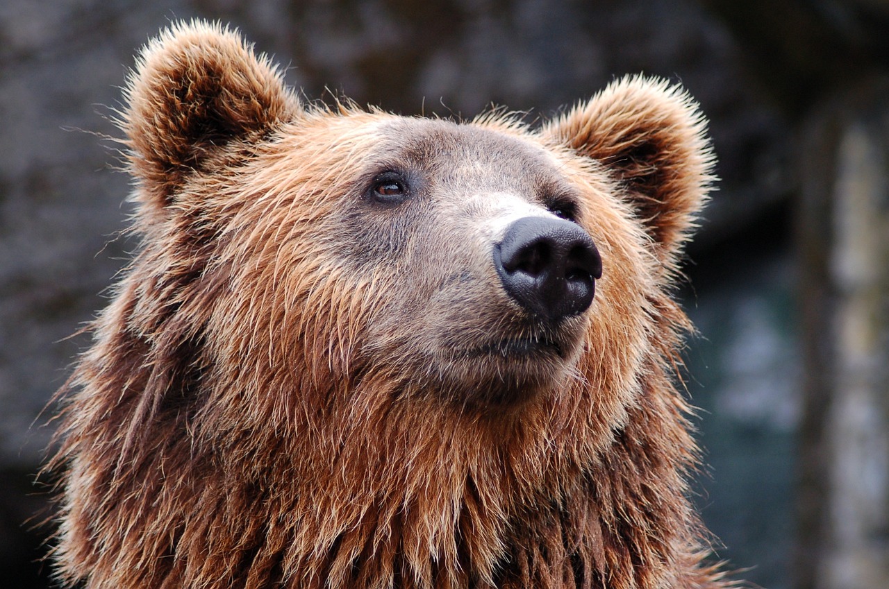 bear-1283347_1280 bear-1283347_1280