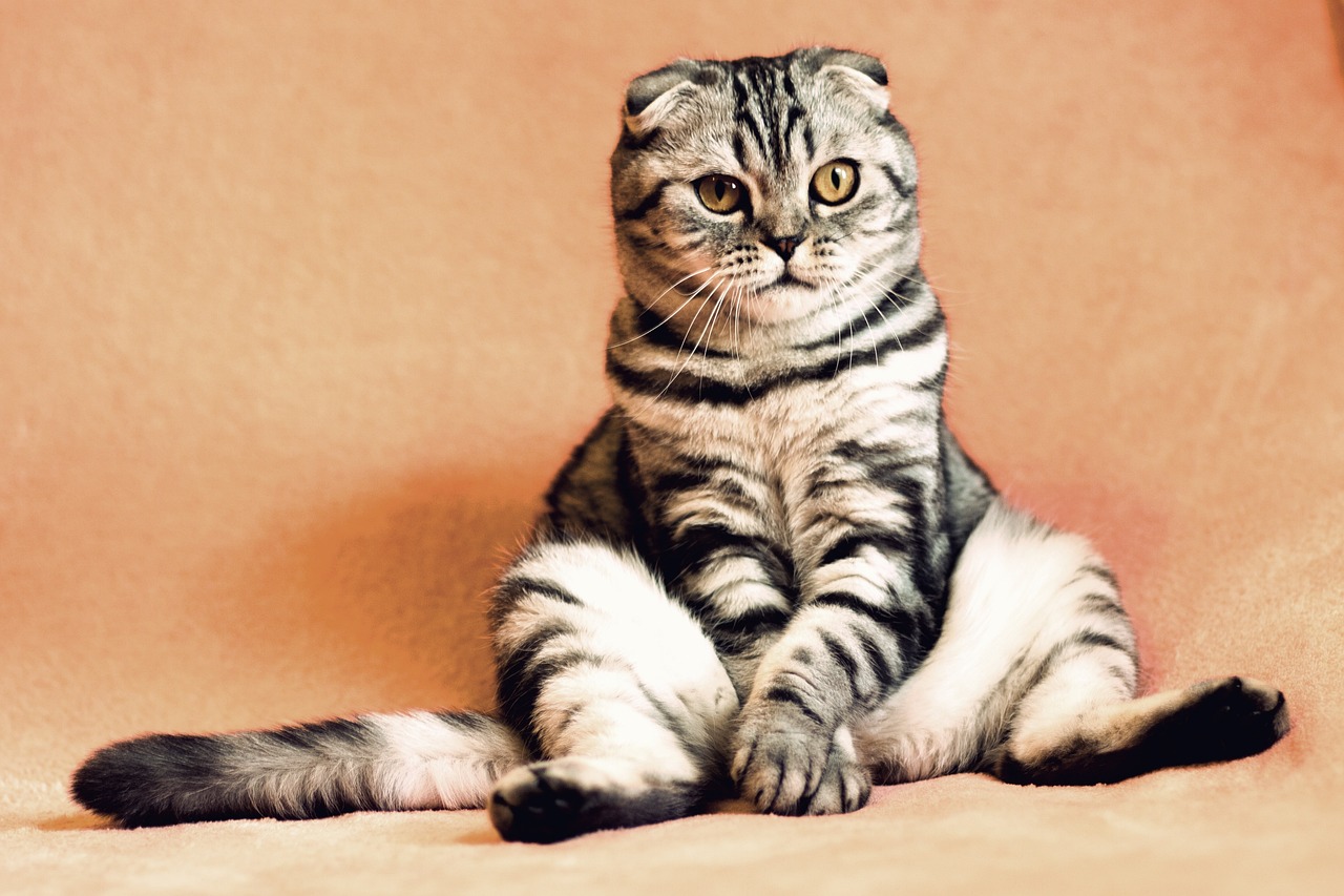 cat-2934720_1280 cat-2934720_1280