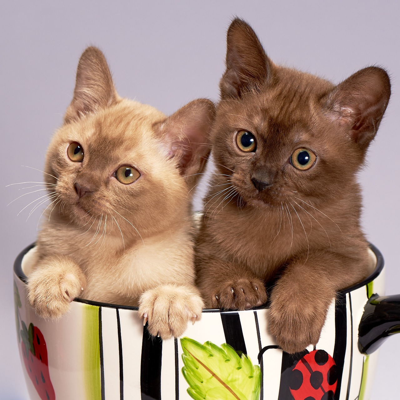 cat-3269765_1280 cat-3269765_1280