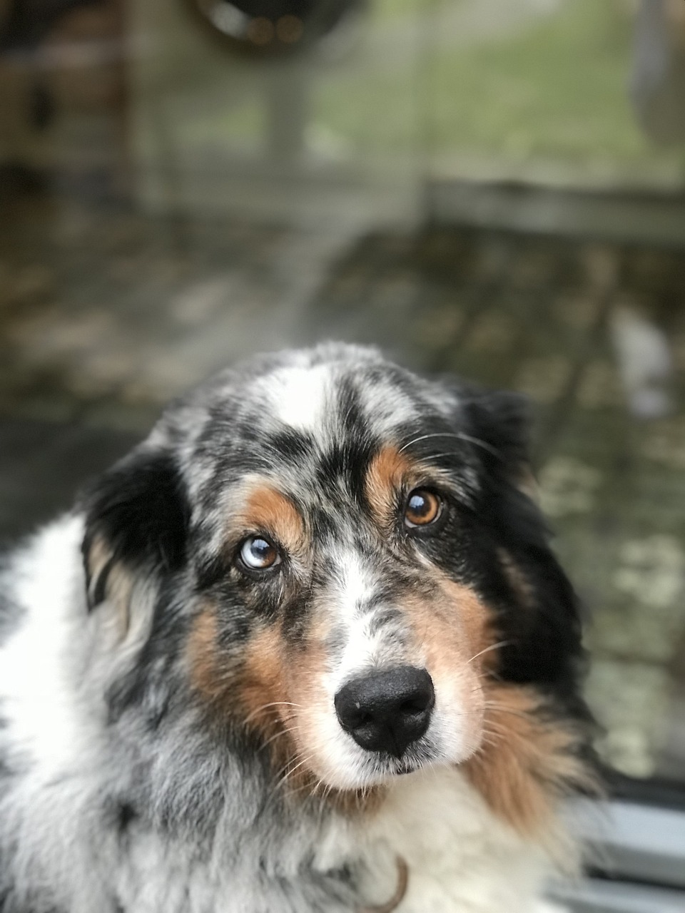 dog-3839665_1280 dog-3839665_1280