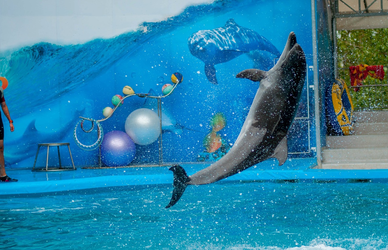 dolphin-1132839_1280 dolphin-1132839_1280