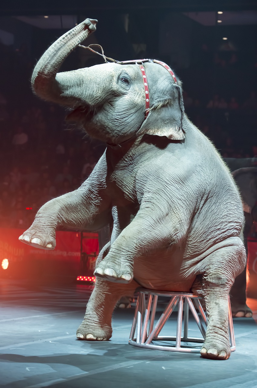 elephant-5849859_1280 elephant-5849859_1280
