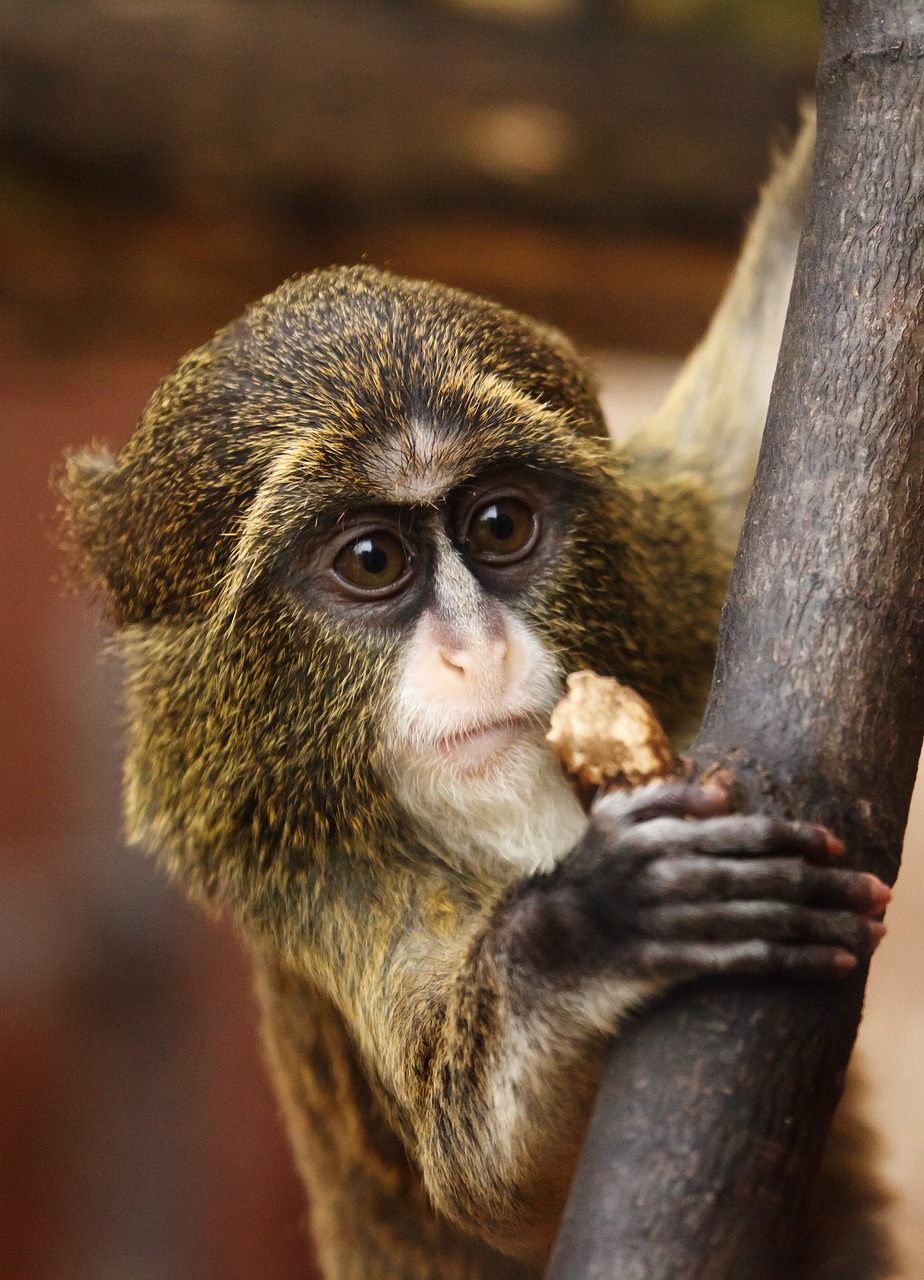 monkey-21115_1280 monkey-21115_1280