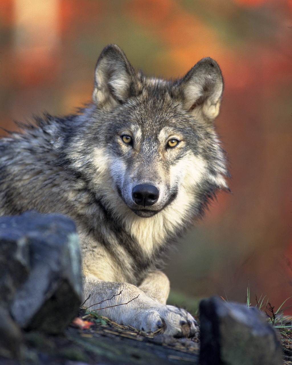 wolf-62898_1280 wolf-62898_1280
