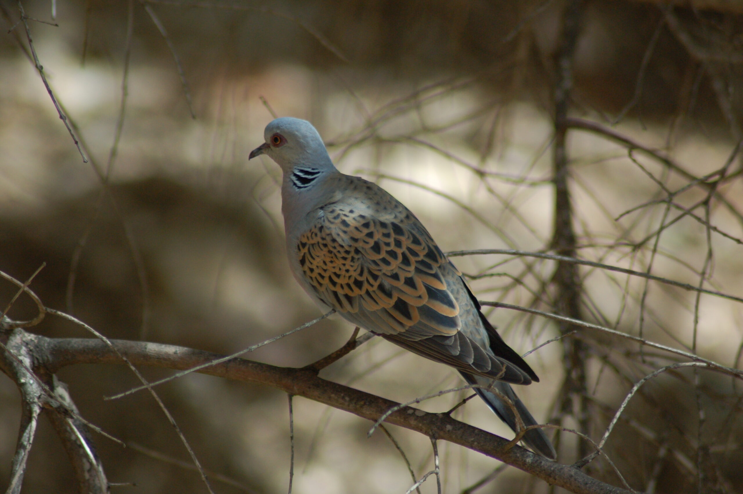 Streptopelia_turtur_on_a_branch Streptopelia_turtur_on_a_branch