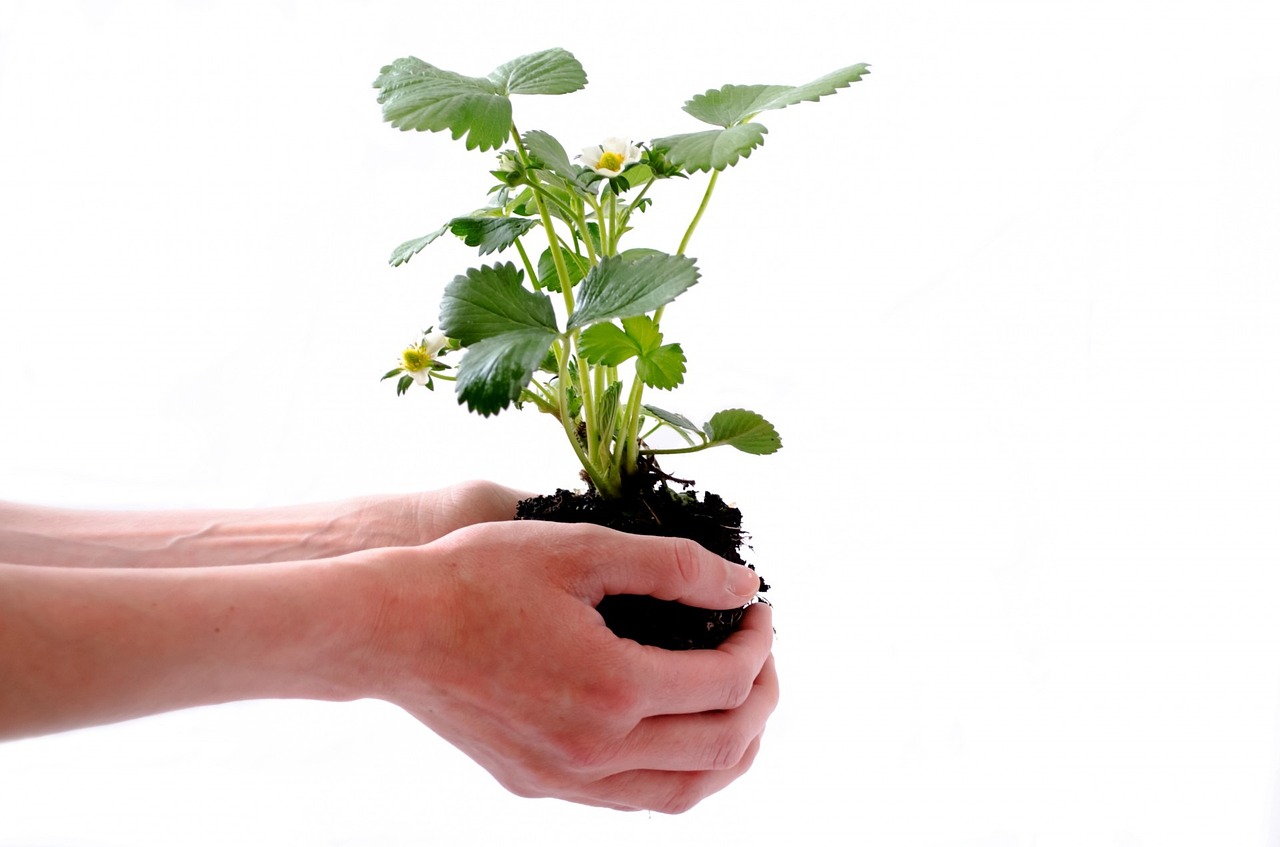 plant-164500_1280 plant-164500_1280