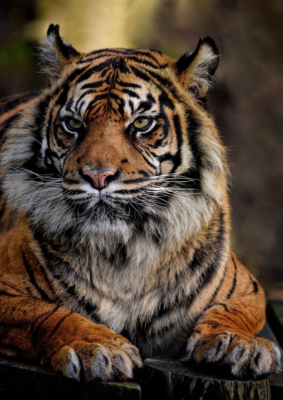 sumatran-tiger-7713699_1280 sumatran-tiger-7713699_1280