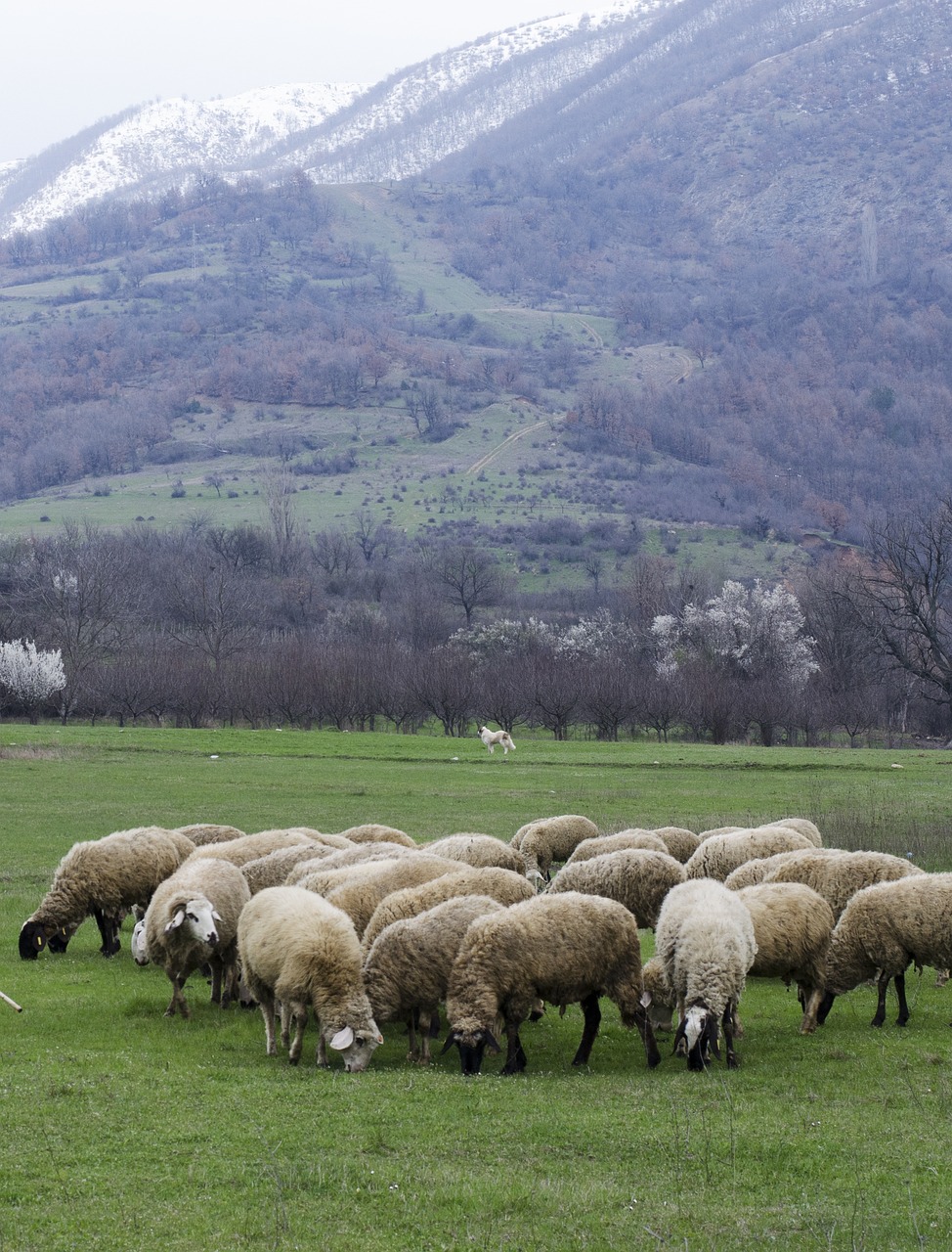 sheep-3258881_1280 sheep-3258881_1280