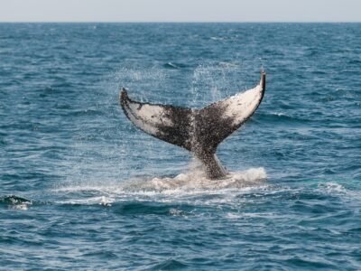 <i class="fa fa-comments" aria-hidden="true"></I>A2 – Baleen migrazio bideak eta ihizi lekuak