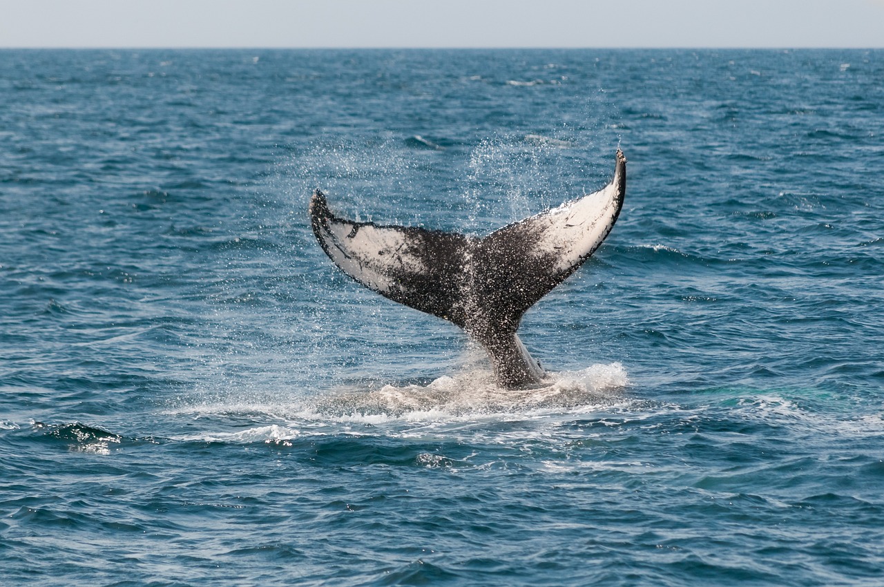 whale-630256_1280 whale-630256_1280